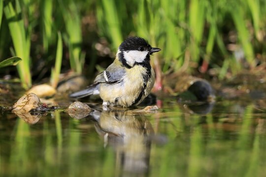Great tit (Parus major), adult, bathing, in water, garden pond, Rhineland-Palatinate, Germany