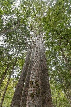 Four Kauri trees (Agathis australis) standing together, The Four Sisters, Waipoua forest, Northland, North Island, New Zealand