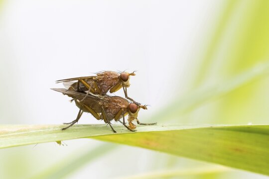 Marsh flies (Tetanocera), mating on reed leaf, Hesse, Germany