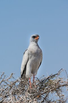 Eastern Chanting Goshawk (Melierax poliopterus) sitting in dry acacia, Etosha National Park, Namibia
