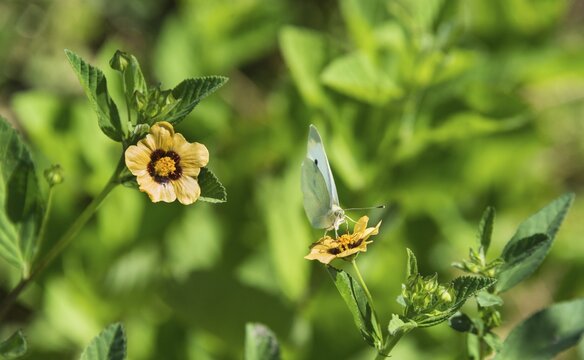 Small White or Small Cabbage White (Pieris rapae) on black and yellow flower, Tenerife, Canary Islands, Spain