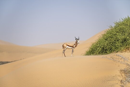 Springbok (Antidorcas marsupialis) on a sand dune, Namib Desert, Namib Naukluft Park, Namibia
