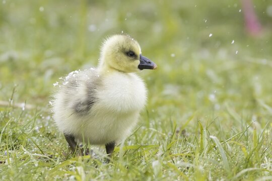 Greylag goose (Anser anser), chick in a meadow during snowfall, Hesse, Germany
