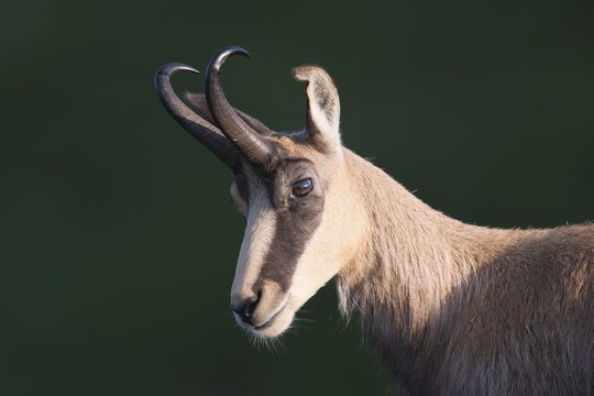 Chamois (Rupicapra rupicapra), Vosges, Alsace-Lorraine, France