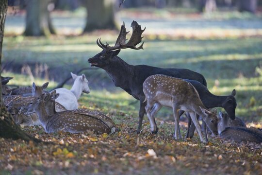 Fallow deer (Dama dama), Lower Saxony, Germany