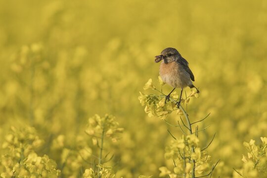 European stonechat (Saxicola rubicola), Emsland, Lower Saxony, Germany