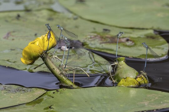 Azure damselflies (Coenagrion puella) laying eggs, Emsland, Lower Saxony, Germany