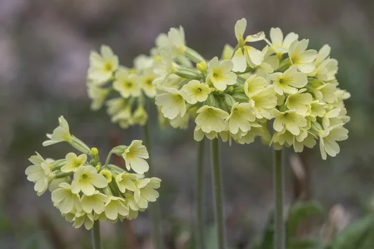 Cowslip (Primula elatior), Emsland, Lower Saxony, Germany