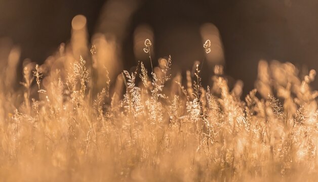 High grass, blooming meadow, clearing, Perlacher Forst, Munich, Upper Bavaria, Bavaria, Germany