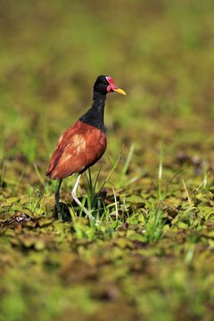 Wattled jacana (Jacana jacana), adult foraging, Pantanal, Mato Grosso, Brazil