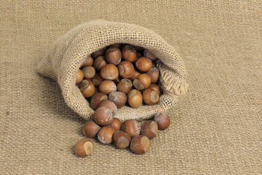 Common hazel (Corylus avellana), fruits, nuts, with shell, unshelled, Germany