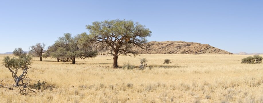 Acacias on the way to Groot Tinkas in Namib-Naukluft National Park, Namibia, Africa