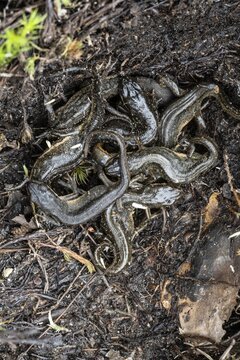 Pond newt (Lissotriton vulgaris), mass shelter under dead wood, Emsland, Lower Saxony, Germany