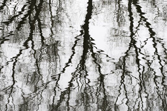 Bald trees, water reflection, Hesse, Germany