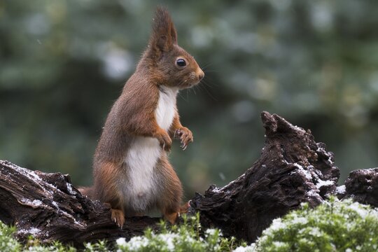 Eurasian red squirrel (Sciurus vulgaris), Emsland, Lower Saxony, Germany