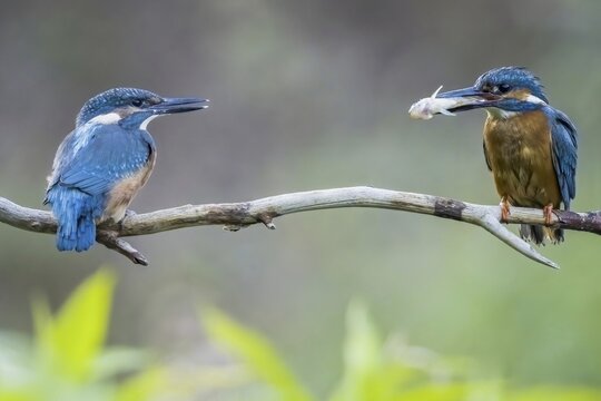 Adult Common kingfisher (Alcedo atthis) feeding begging juvenile, Hesse, Germany