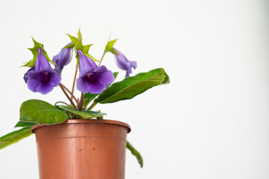 Flowering gloxinia plant in terracotta pot on white background  