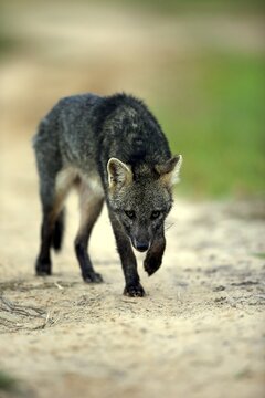 Crab-eating fox (Cerdocyon thous), adult, alert, prowling, Pantanal, Mato Grosso, Brazil