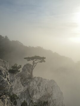 European black pine (Pinus nigra) growing on rocks in fog, Peilstein, Triestingtal valley, Lower Austria, Austria, Europe