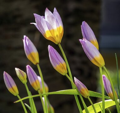 Purple-yellow tulips, rock tulip (Tulipa saxatilis), wild tulip, flowering, Baden-W&uuml;rttemberg, Germany