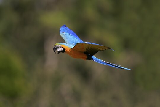 Blue and yellow macaw (Ara ararauna), adult, flying, calling, parrot, Brazil