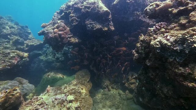 Pempheris oualensis Cuvier hatchetfish a school of fish swims in the dark shadowy rocks and corals