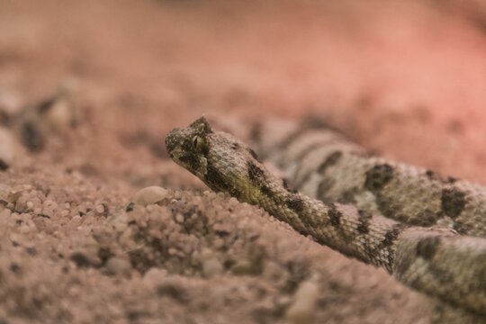 Horned Puff Adder (Bitis caudalis), Living Desert Snake Park, Walvis Bay, Namibia