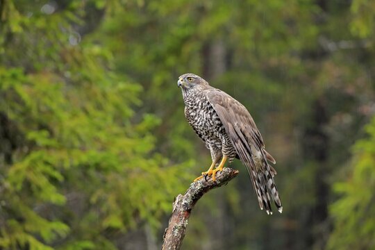 Northern goshawk (Accipiter gentilis), adult, alert, perch, Zdarske Vrchy, Bohemian-Moravian Highlands, Czech Republic