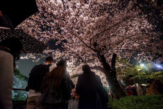 People walking under blooming illuminated cherry trees at night, Japanese cherry blossoms in spring, Hanami Festival, Chidorigafuchi Green Way, Tokyo, Japan