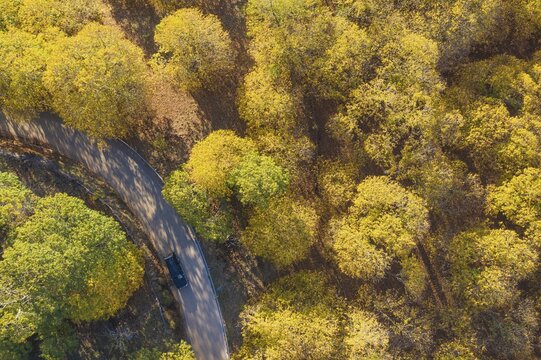 Sweet chestnut trees (Castanea sativa) in autumnal colours, aerial view, drone shot, Genal river valley, M&aacute;laga province, Andalusia, Spain