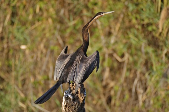 Oriental Darter or Snakebird (Anhinga melanogaster ) on the Okawango River, Botswana, Africa