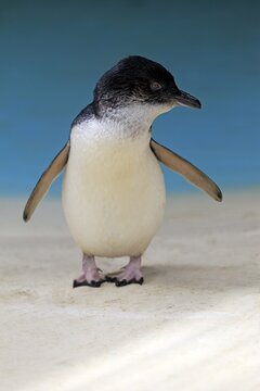 Little penguin (Eudyptula minor), adult at water, spreads wings, Kangaroo Island, South Australia, Australia