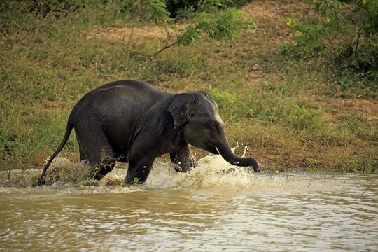Sri Lankan elephant (Elephas maximus maximus), calf splashing, playing in water, Yala National Park, Sri Lanka