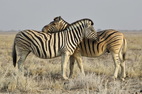 Two burchell's zebra (Equus burchelli) Etosha National Park, Namibia