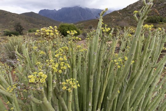 Euphorbia dregeana, milkweed, blooming, flowers, Karoo Desert Botanic Garden, Worcester, Western Cape, South Africa