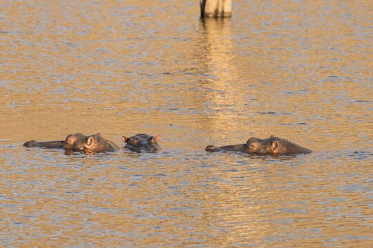 Hippos (Hippopotamus amphibius), Andreas Damm, Khomas, Namibia