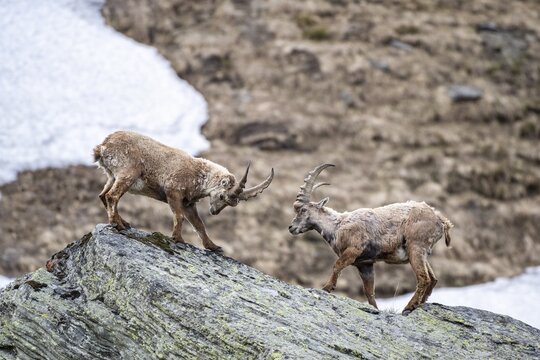 Alpine Ibex (Capra Ibex), young animals, Hohe Tauern National Park, Carinthia, Austria