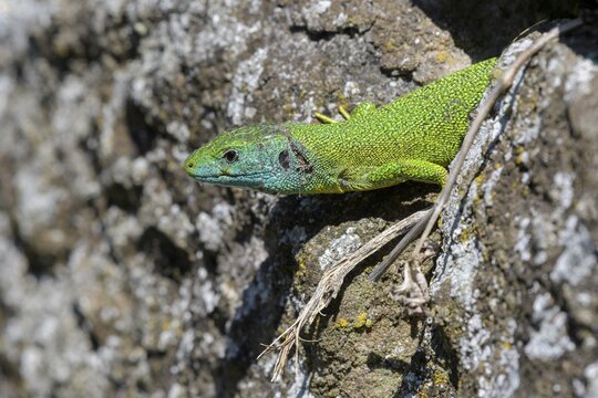 Western green lizard (Lacerta bilineata), sunbathing on a dry stone wall, tick infestation, T&uuml;bingen, Baden-W&uuml;rttemberg, Germany