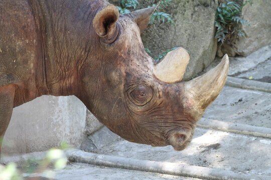 A close up portrait of a black rhinoceros head, showing its profile, sharp horn and large ear.