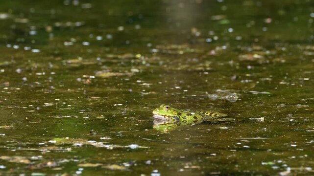 Common frog, Rana temporaria, reptiles croaking in the water, also known as the European common frog or European grass frog is a semi-aquatic amphibian of the family Ranidae 