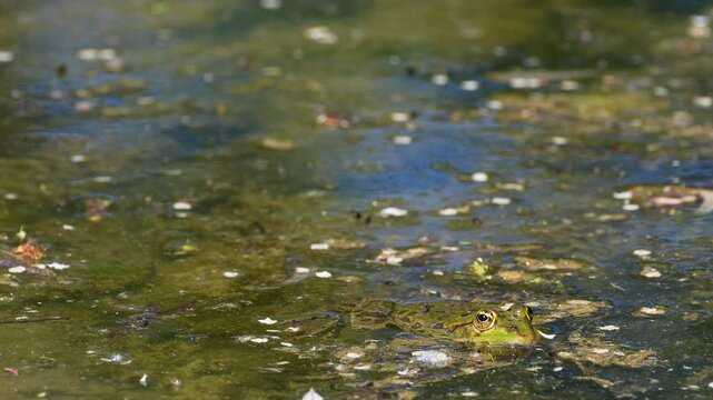 Common frog, Rana temporaria, reptiles croaking in the water, also known as the European common frog or European grass frog is a semi-aquatic amphibian of the family Ranidae 