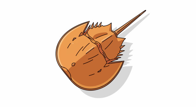 Orange horseshoe crab with segmented body and pointed tail