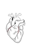 Obraz premium Anatomical Human Heart Illustration.