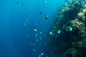 Obraz premium Pyramid butterflyfish, Hemitaurichthys polylepis, school along a dropoff in Palau. This beautiful island-nation is a popular destination for scuba divers and snorkelers due to its marine biodiversity.