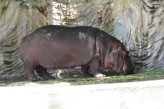 A full length side view profile of a massive hippopotamus eating grass on the ground at the zoo.
