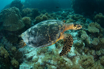 Fototapeta premium A Hawksbill sea turtle, Eretmochelys imbricata, swims along a dropoff in Palau. This beautiful island-nation is a popular destination for scuba divers and snorkelers due to its marine biodiversity.