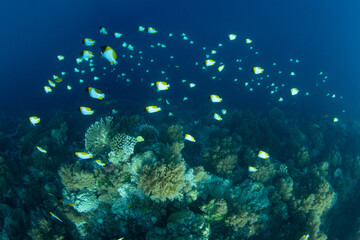 Fototapeta premium Pyramid butterflyfish, Hemitaurichthys polylepis, school along a dropoff in Palau. This beautiful island-nation is a popular destination for scuba divers and snorkelers due to its marine biodiversity.