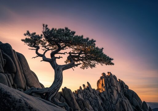A weathered, ancient pine tree clings stubbornly to a rocky mountainside, dramatically shaped by relentless winds and intense cold, cold, elements, alpine
