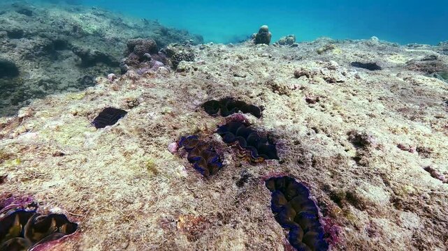Many blue, turquoise and brown colorful tridacna clams and sea urchins on the coral reef underwater tropical exotic world