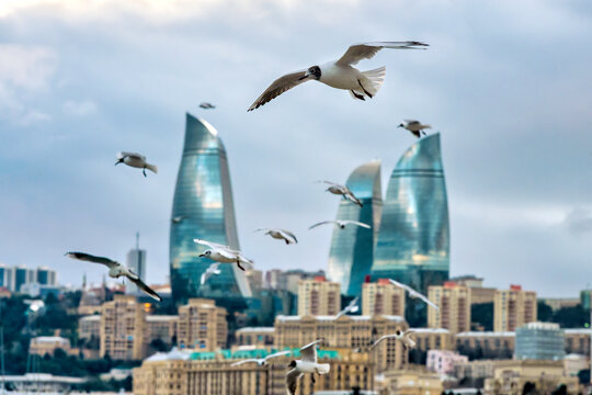 Seagulls Flying over Caspian Sea Flame Towers Baku